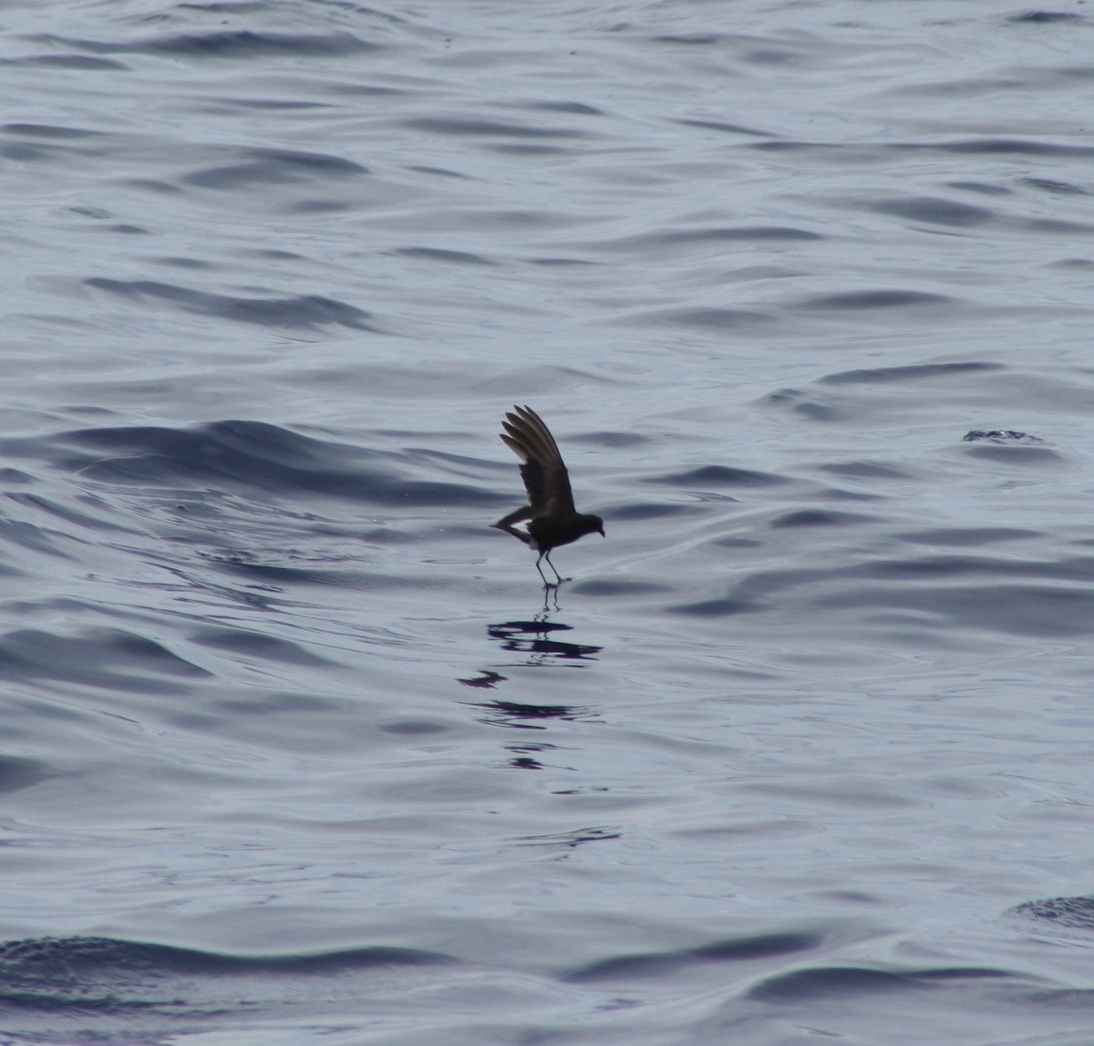 Wilson's Storm-Petrel - David Simpson