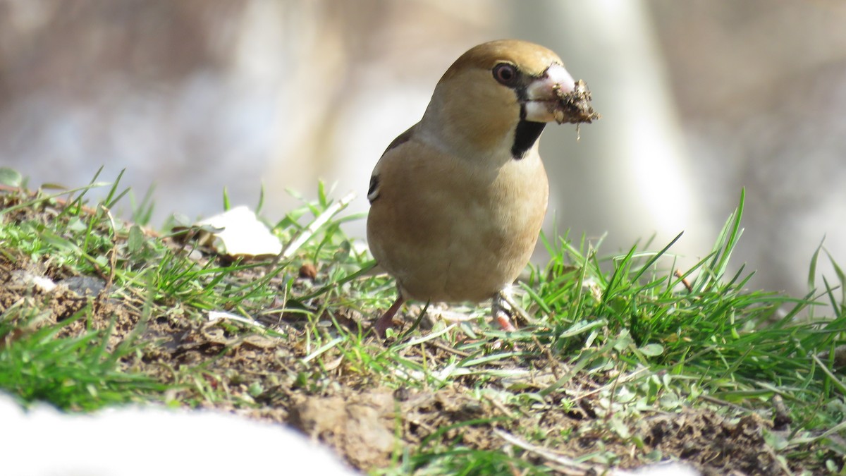 Hawfinch - Houman Doroudi