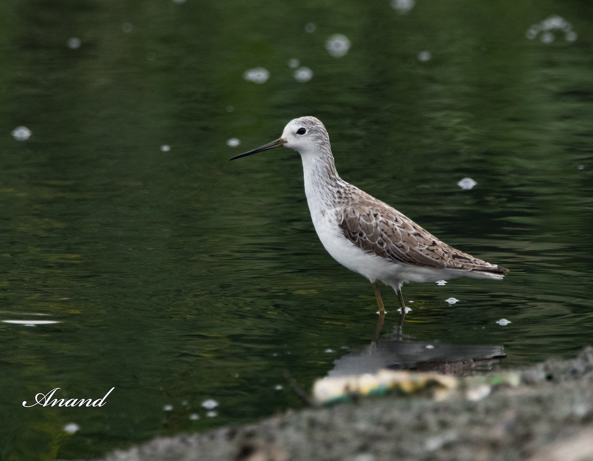 Marsh Sandpiper - Anand Singh