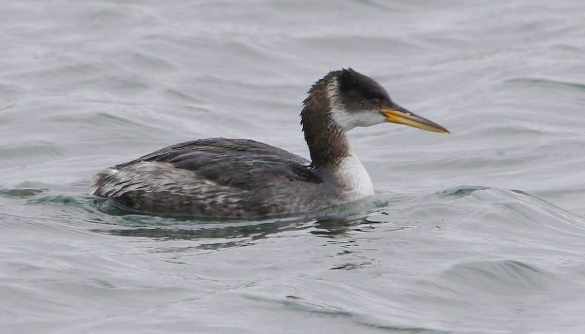 Red-necked Grebe - ML615357129