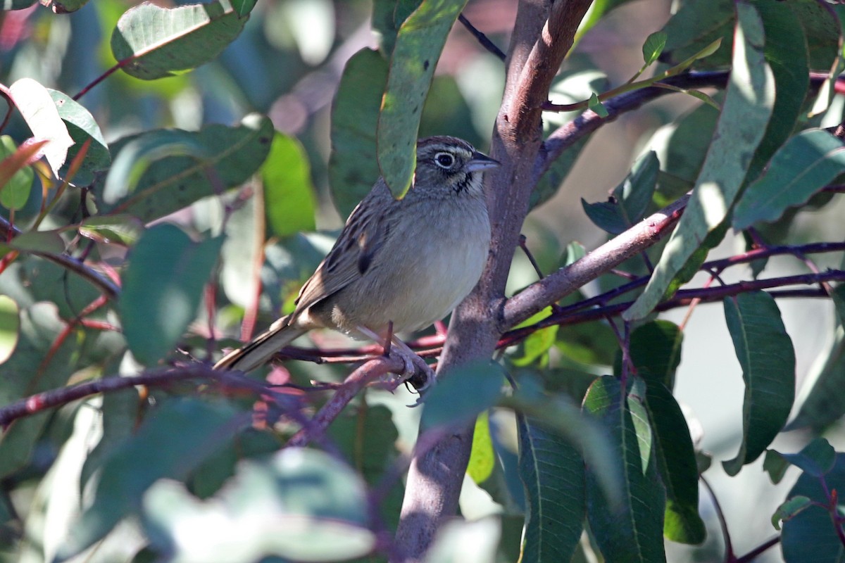 Rufous-crowned Sparrow - ML615357208