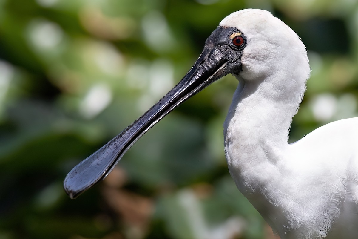 Royal Spoonbill - ML615357225