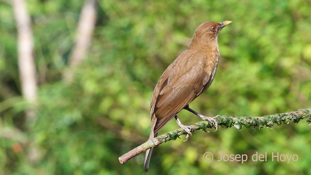 Clay-colored Thrush - ML615357237