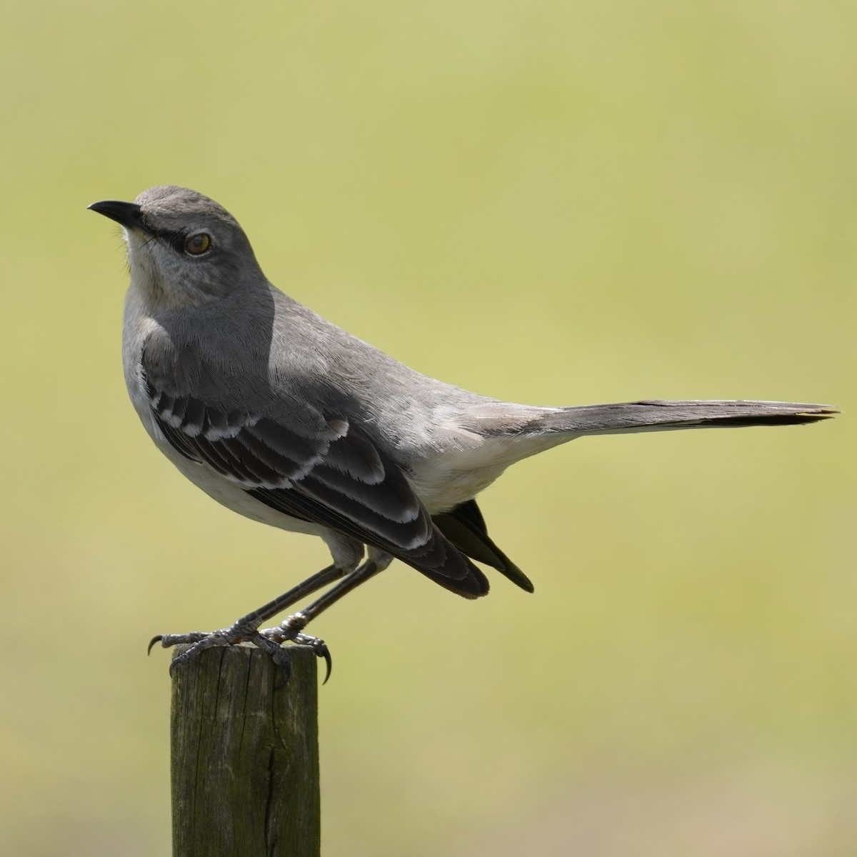 Northern Mockingbird - ML615357238