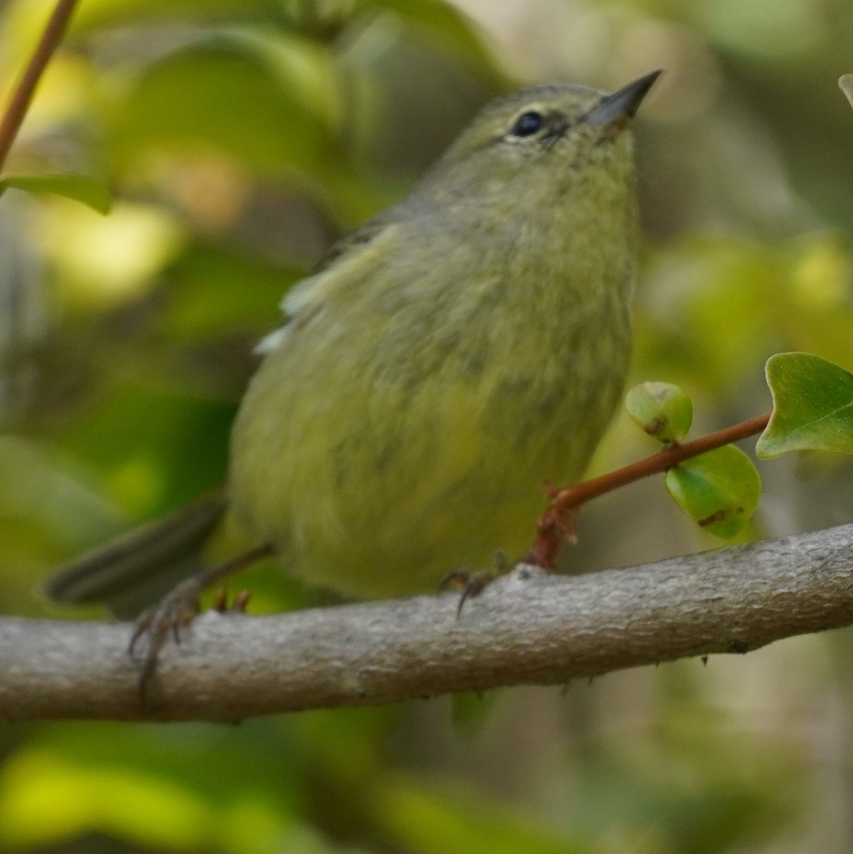 Orange-crowned Warbler - Brian Rapoza