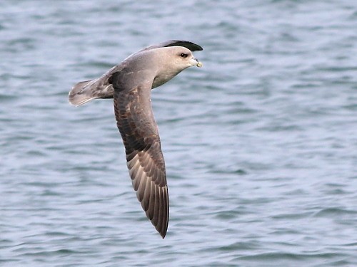 Northern Fulmar (Atlantic) - ML615357266