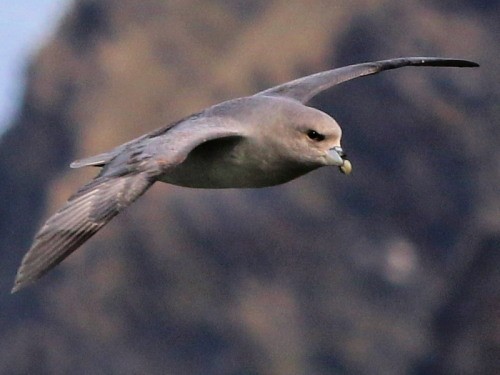 Northern Fulmar (Atlantic) - ML615357267