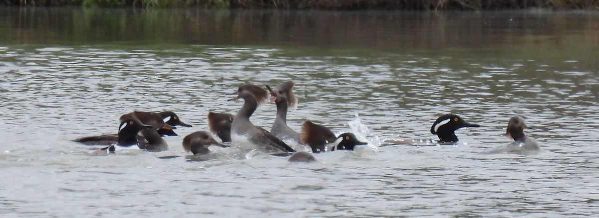 Hooded Merganser - Shelia Hargis