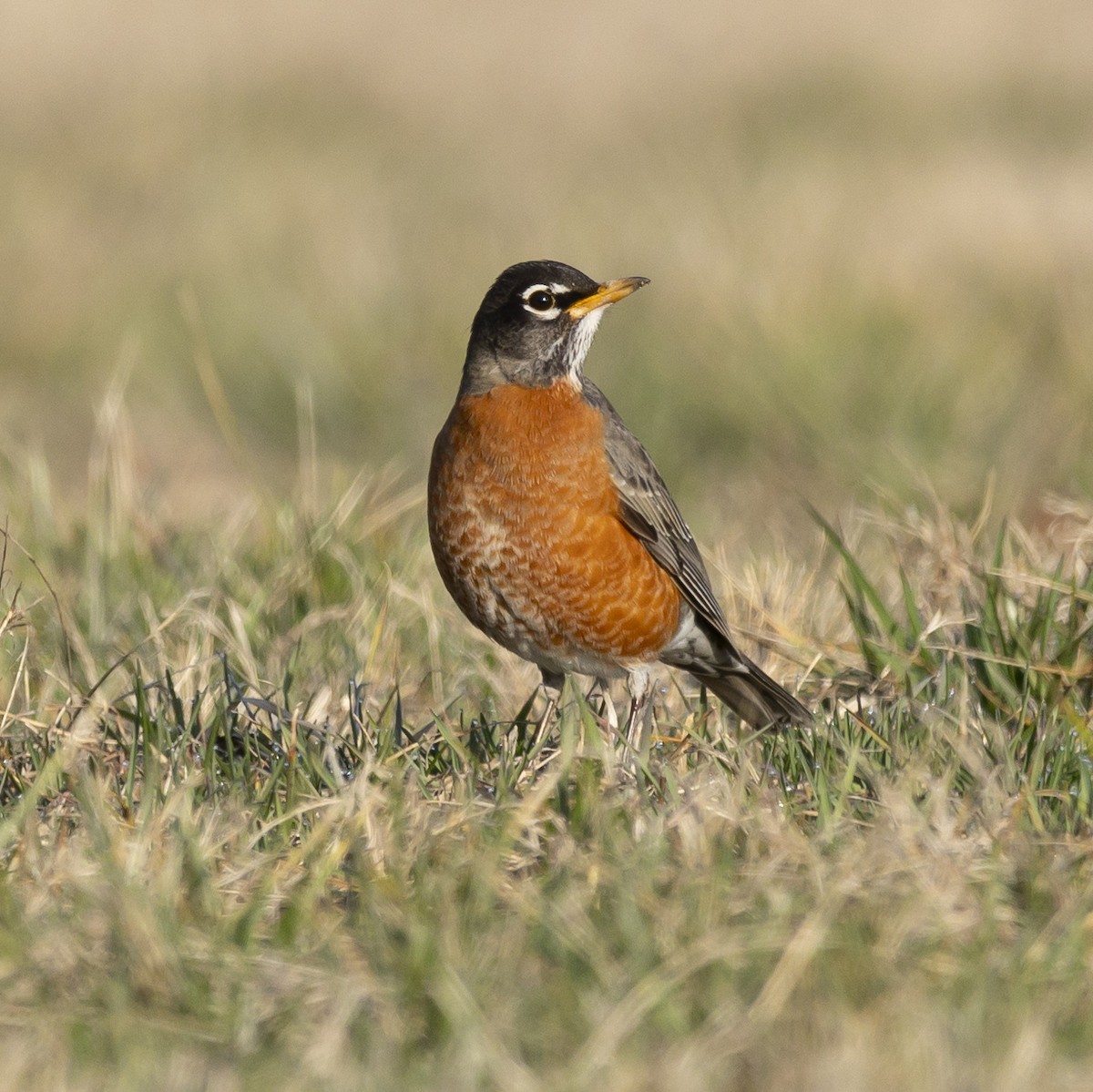 American Robin - ML615357327