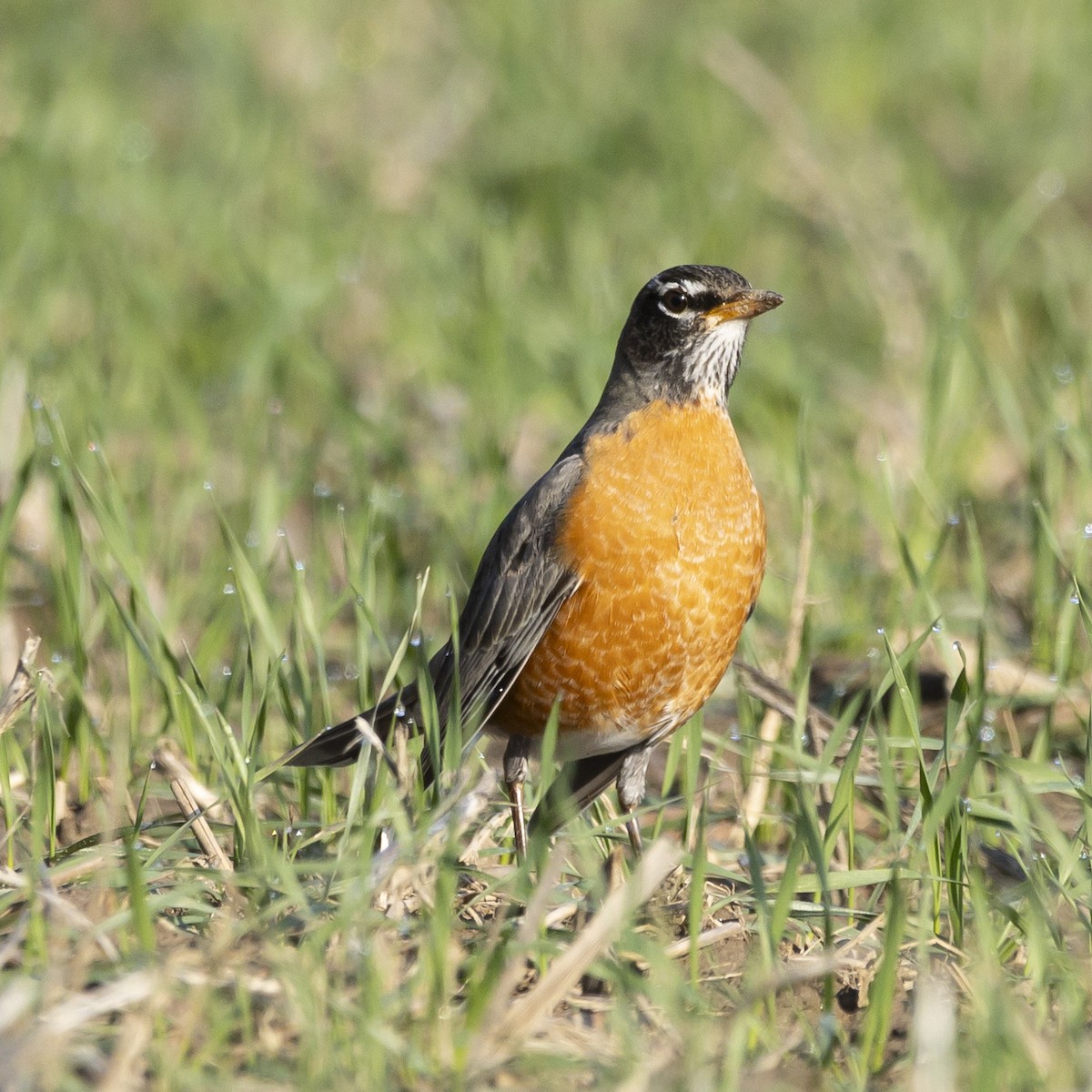 American Robin - Jim Tolbert