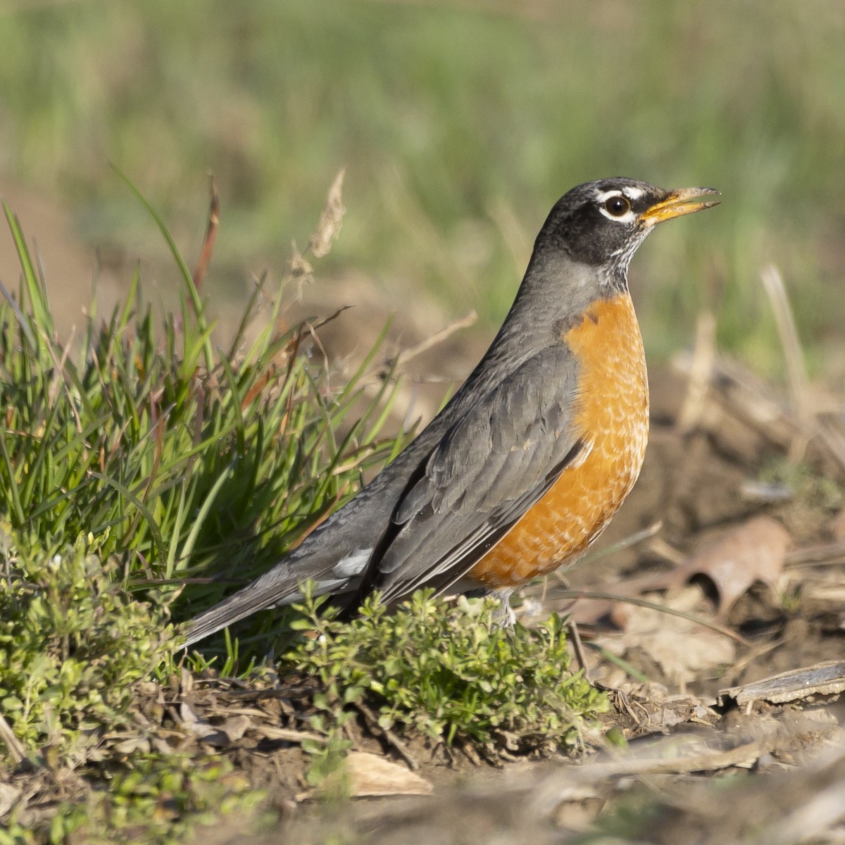 American Robin - ML615357329