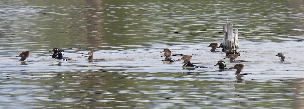 Hooded Merganser - ML615357331