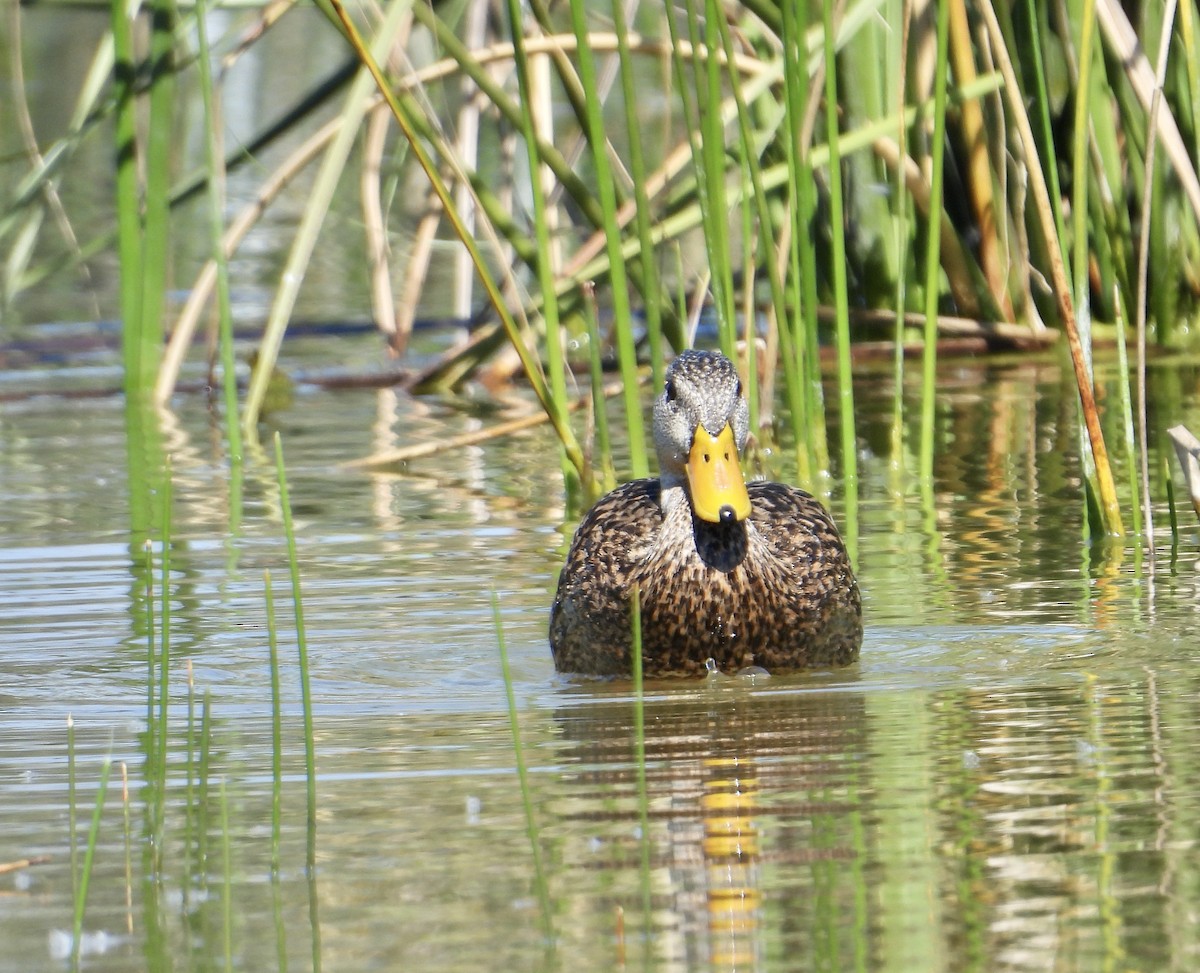 Mottled Duck - Jennifer  Kuehn