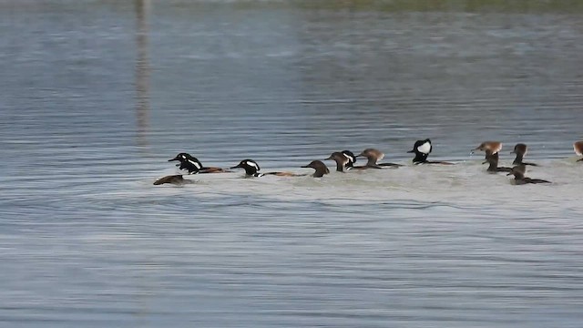 Hooded Merganser - ML615357343