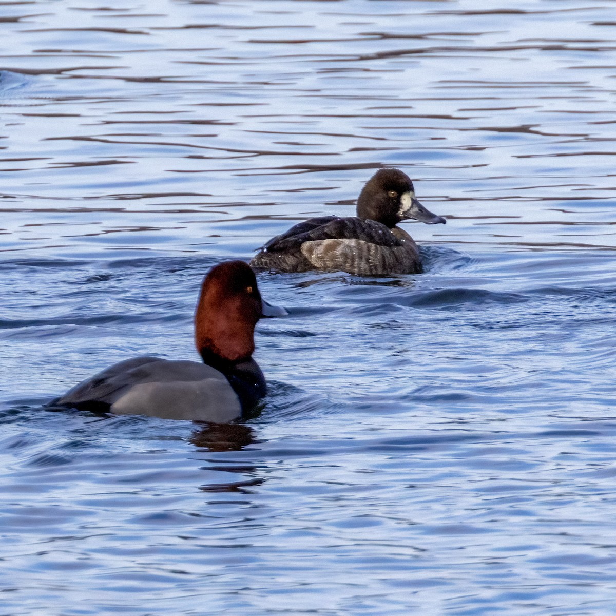 Greater Scaup - ML615357364
