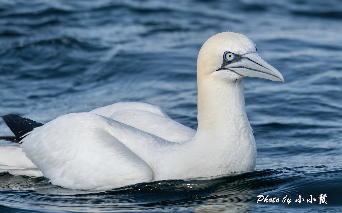 Northern Gannet - ML615357506