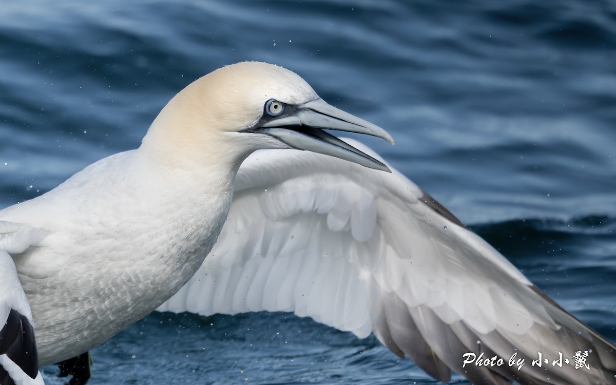 Northern Gannet - ML615357507