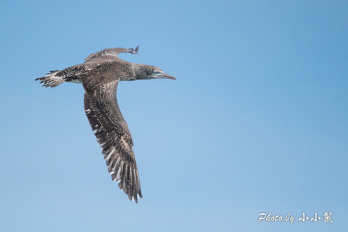 Northern Gannet - ML615357508