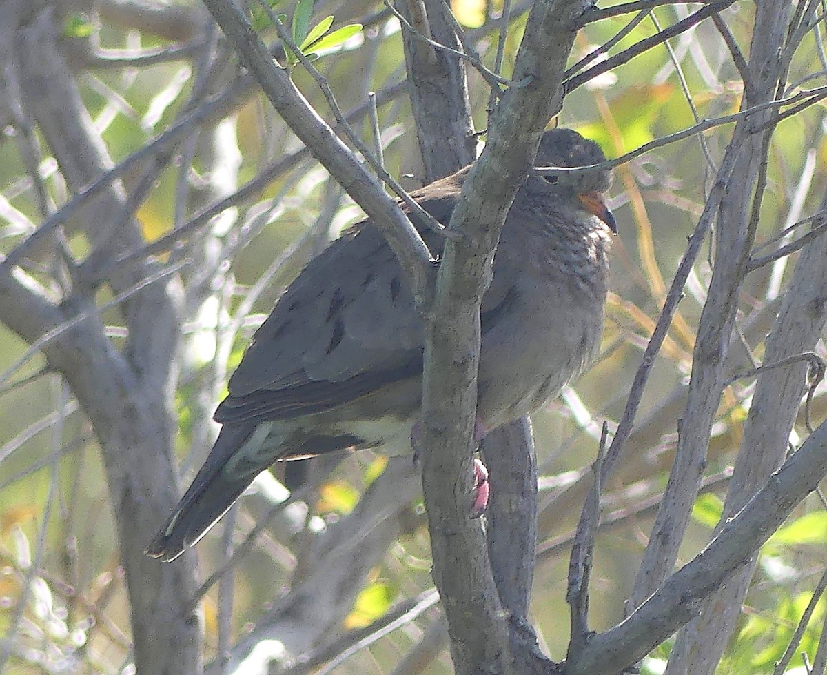 Common Ground Dove - ML615357527