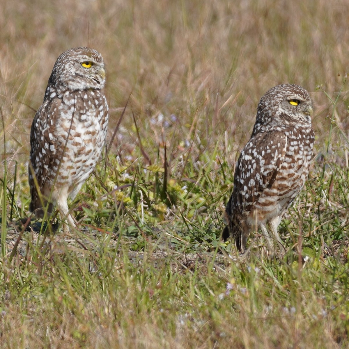 Burrowing Owl - ML615357535