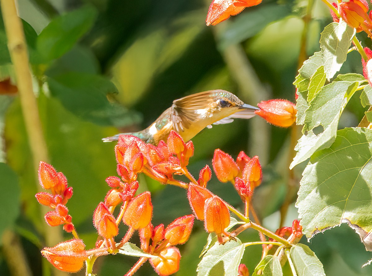 Colibri à gorge rubis - ML615357557