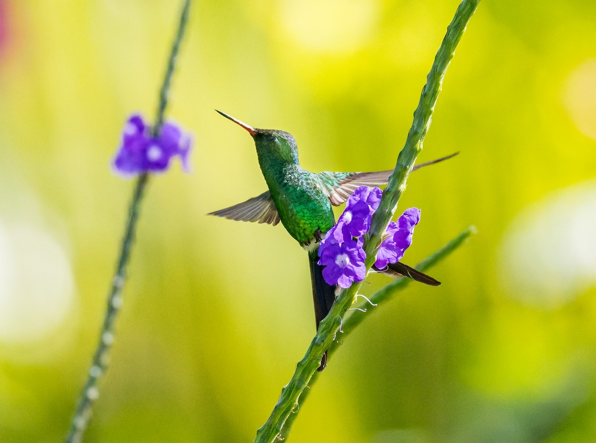 Golden-crowned Emerald - Michael Millner