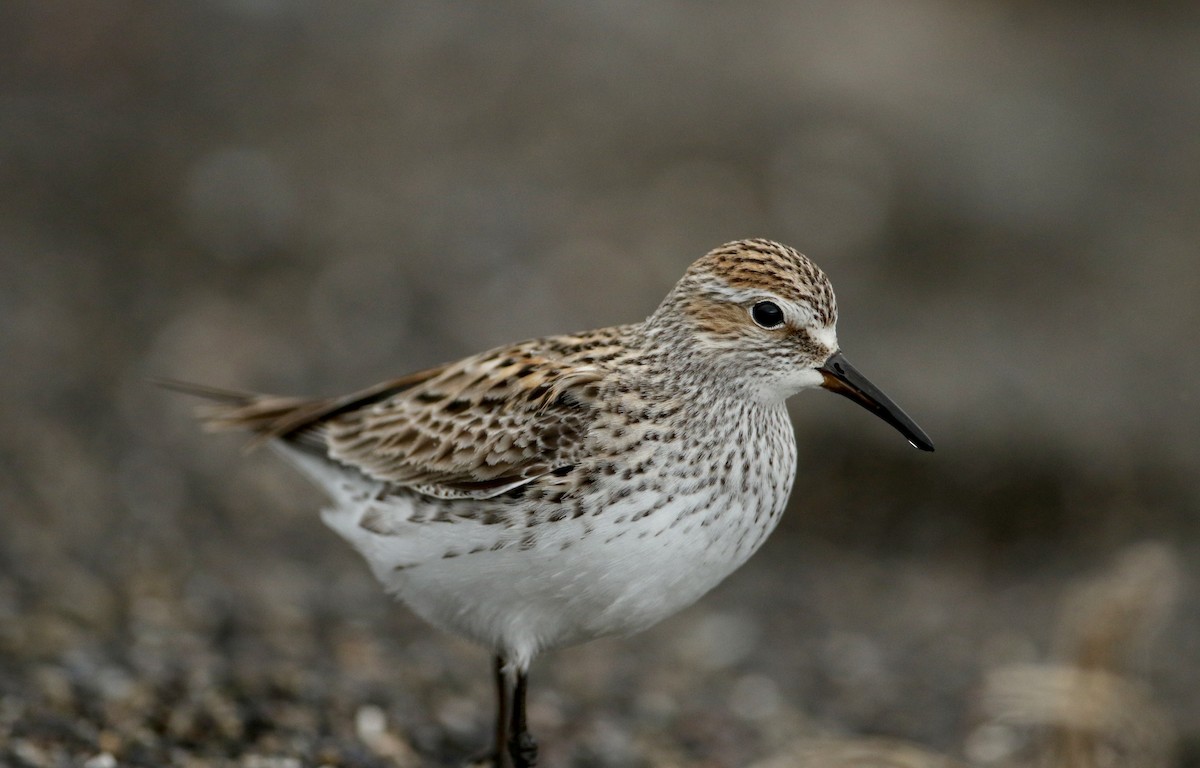 White-rumped Sandpiper - Jay McGowan