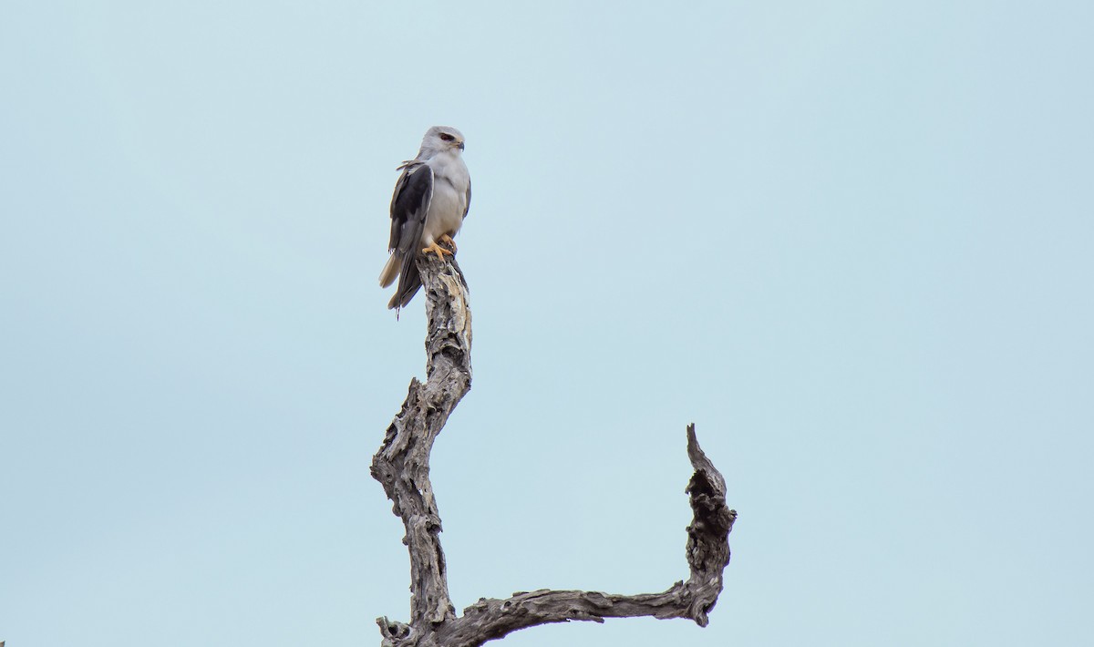 Black-winged Kite (African) - ML615357767