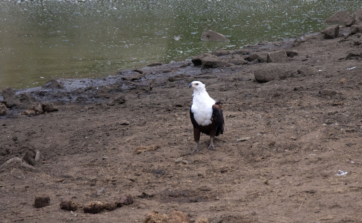 African Fish-Eagle - ML615357844
