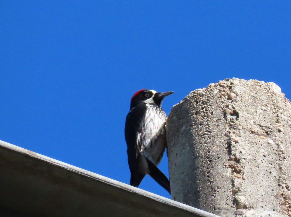 Acorn Woodpecker - ML615357866