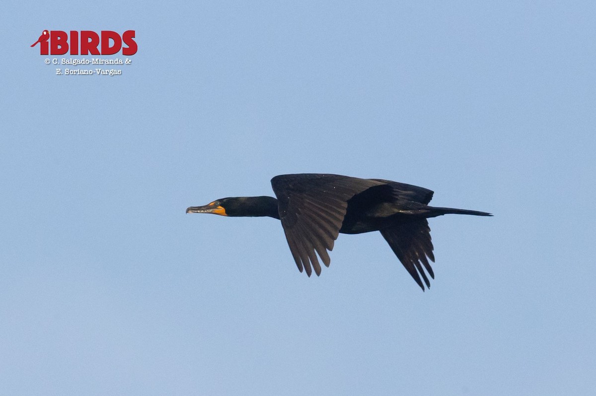 Double-crested Cormorant - ML615357885