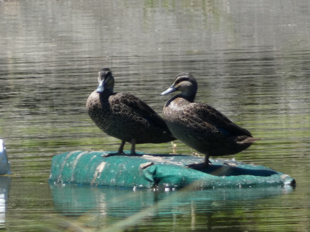 Pacific Black Duck - Matthew Rathgeber