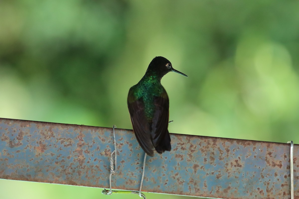 kolibřík hyacintový - ML615357933