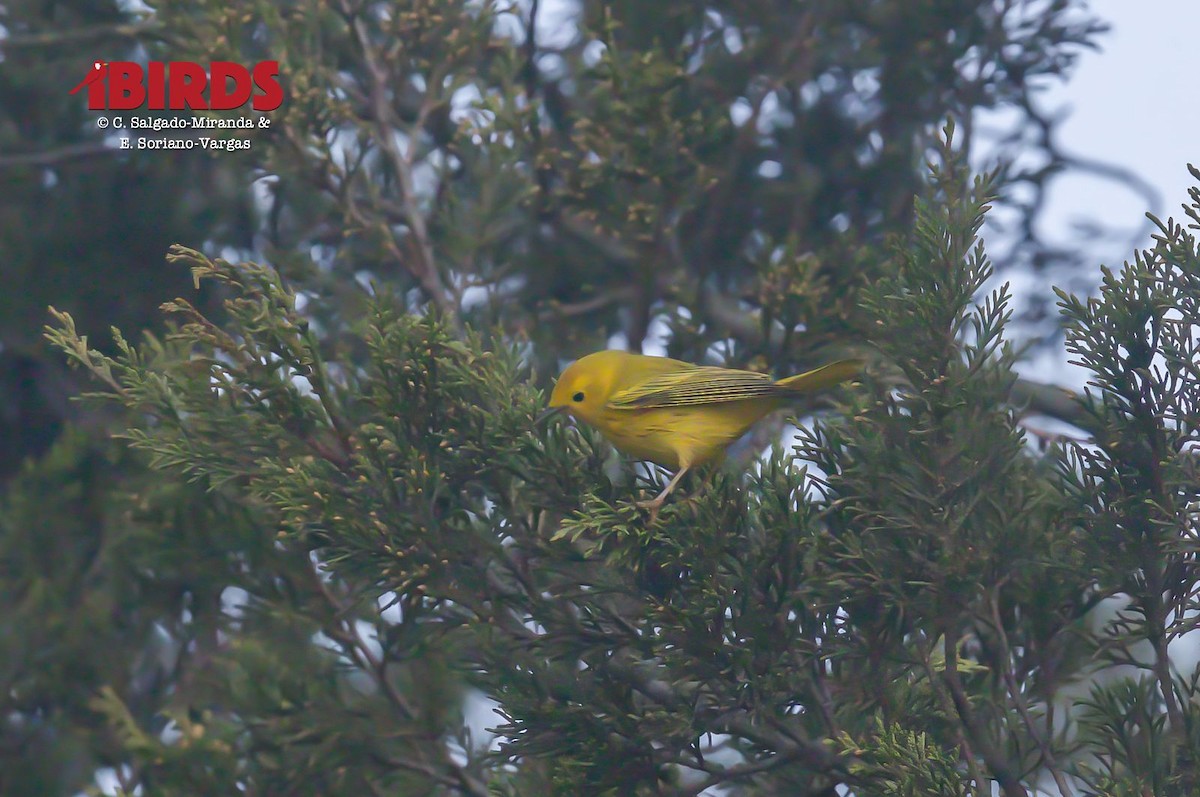 Yellow Warbler - Alex Gomez