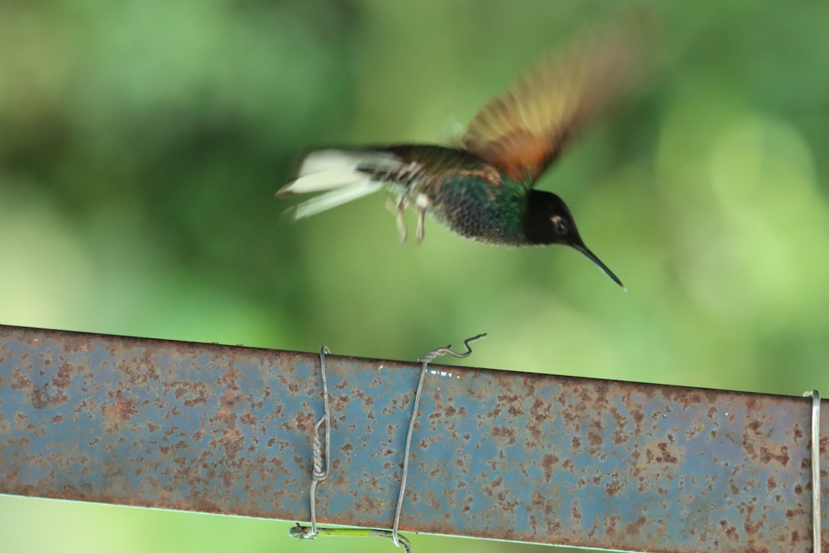 kolibřík hyacintový - ML615357940