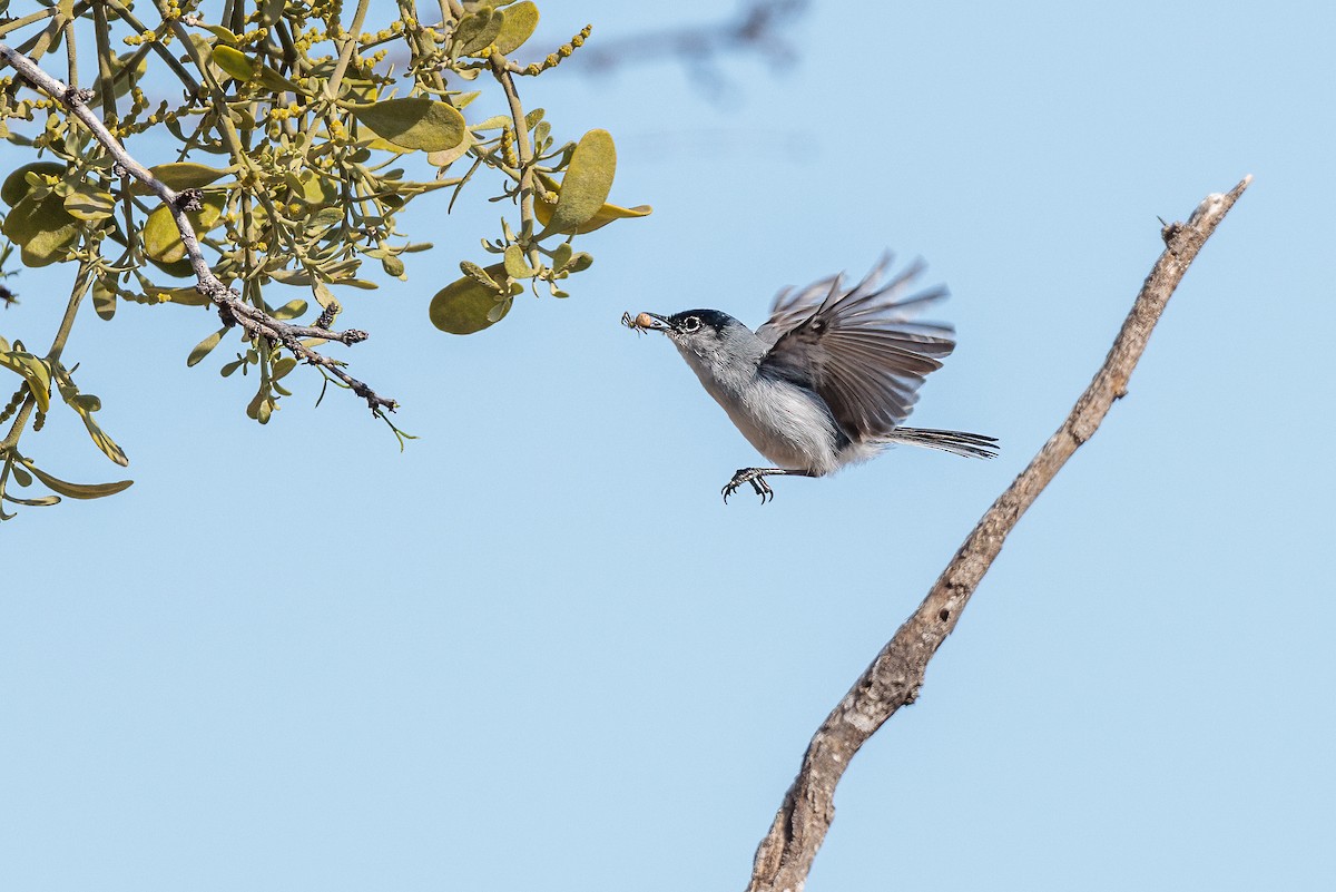 Black-tailed Gnatcatcher - ML615357957