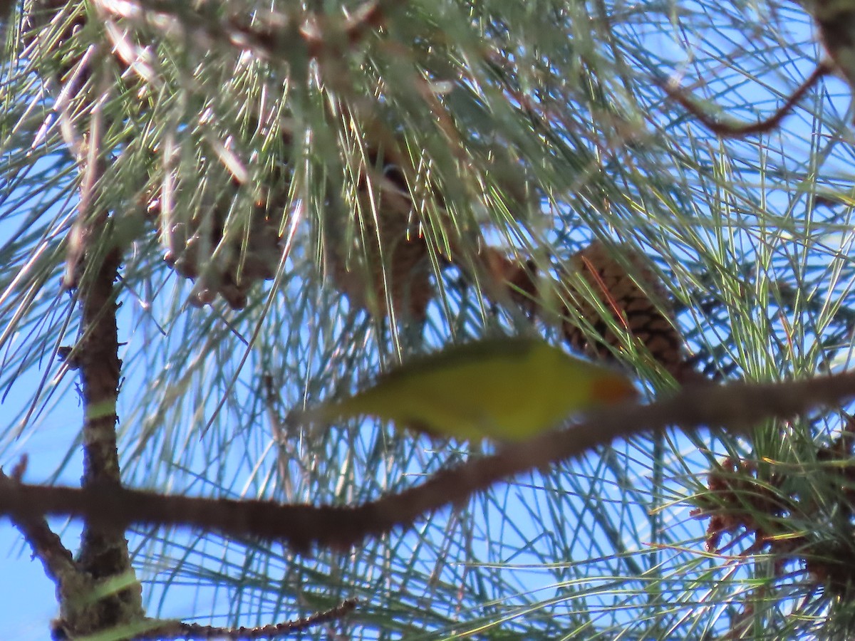 Western Tanager - ML615357982