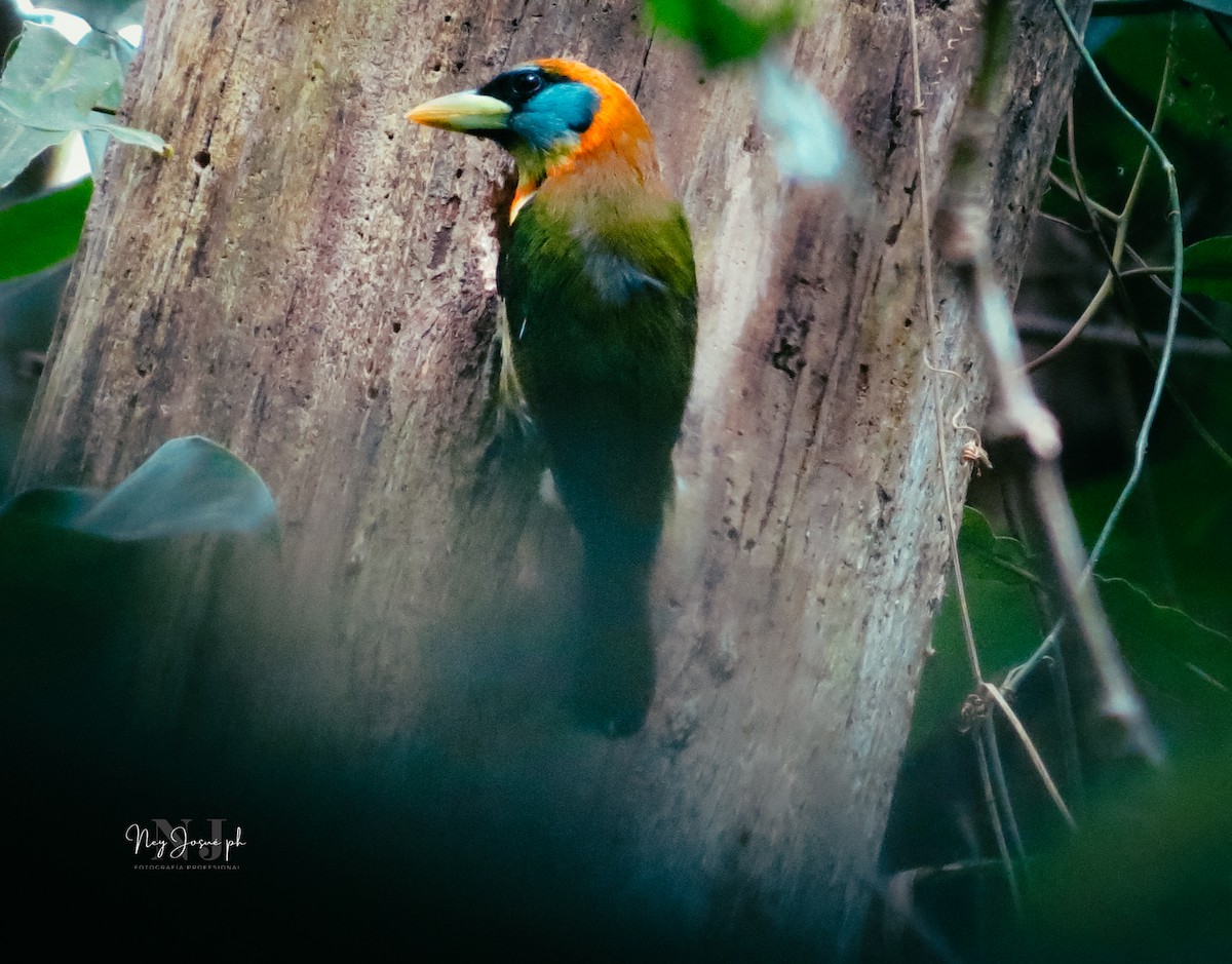 Red-headed Barbet - ML615357997