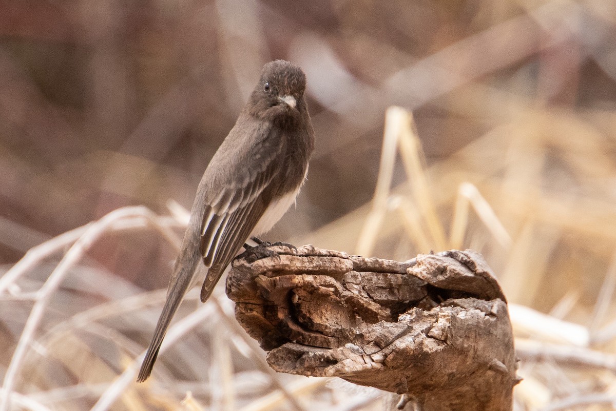 Black Phoebe - ML615358016