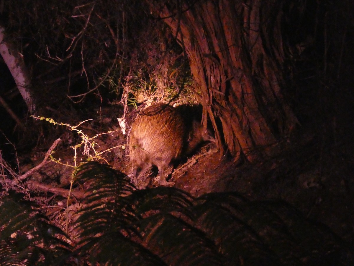 North Island Brown Kiwi - ML615358017