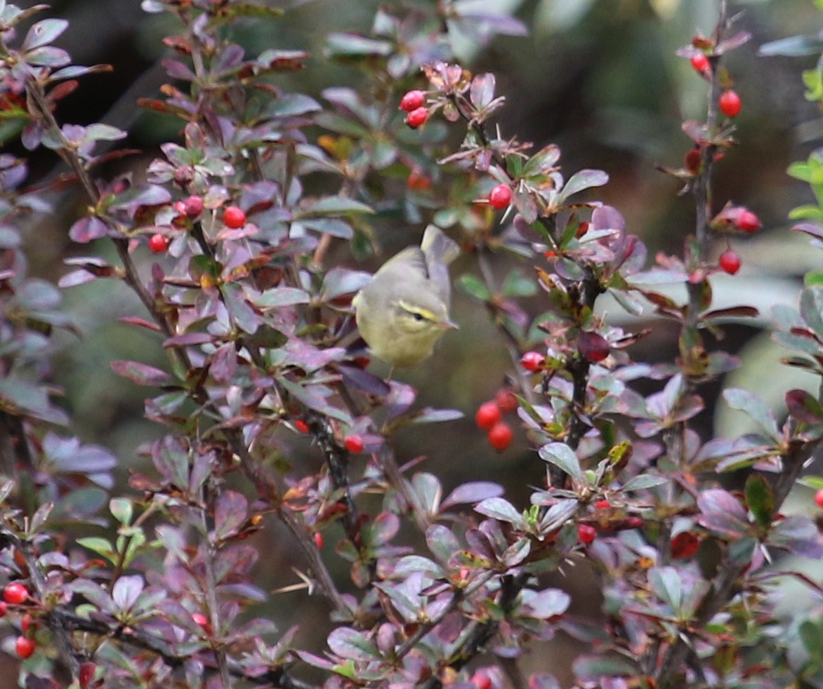 Tickell's Leaf Warbler (Tickell's) - Kernan Bell
