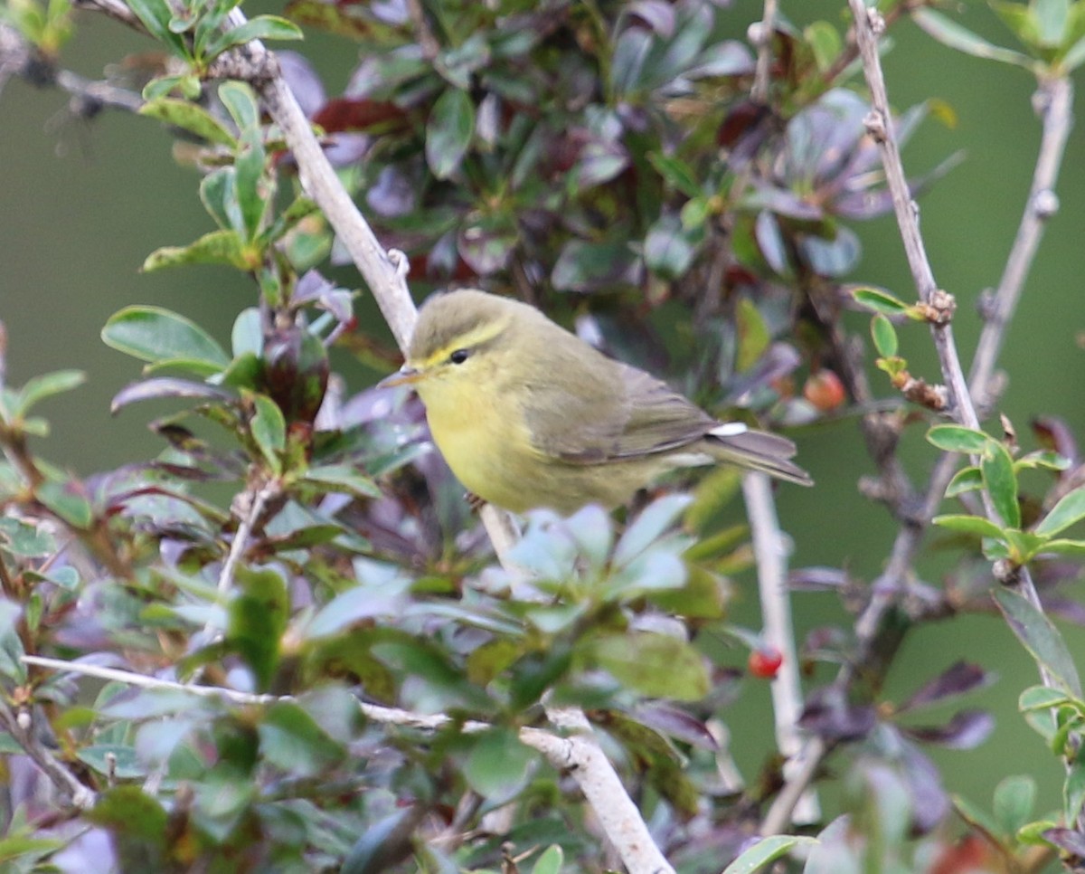 Mosquitero de Tickell - ML615358021