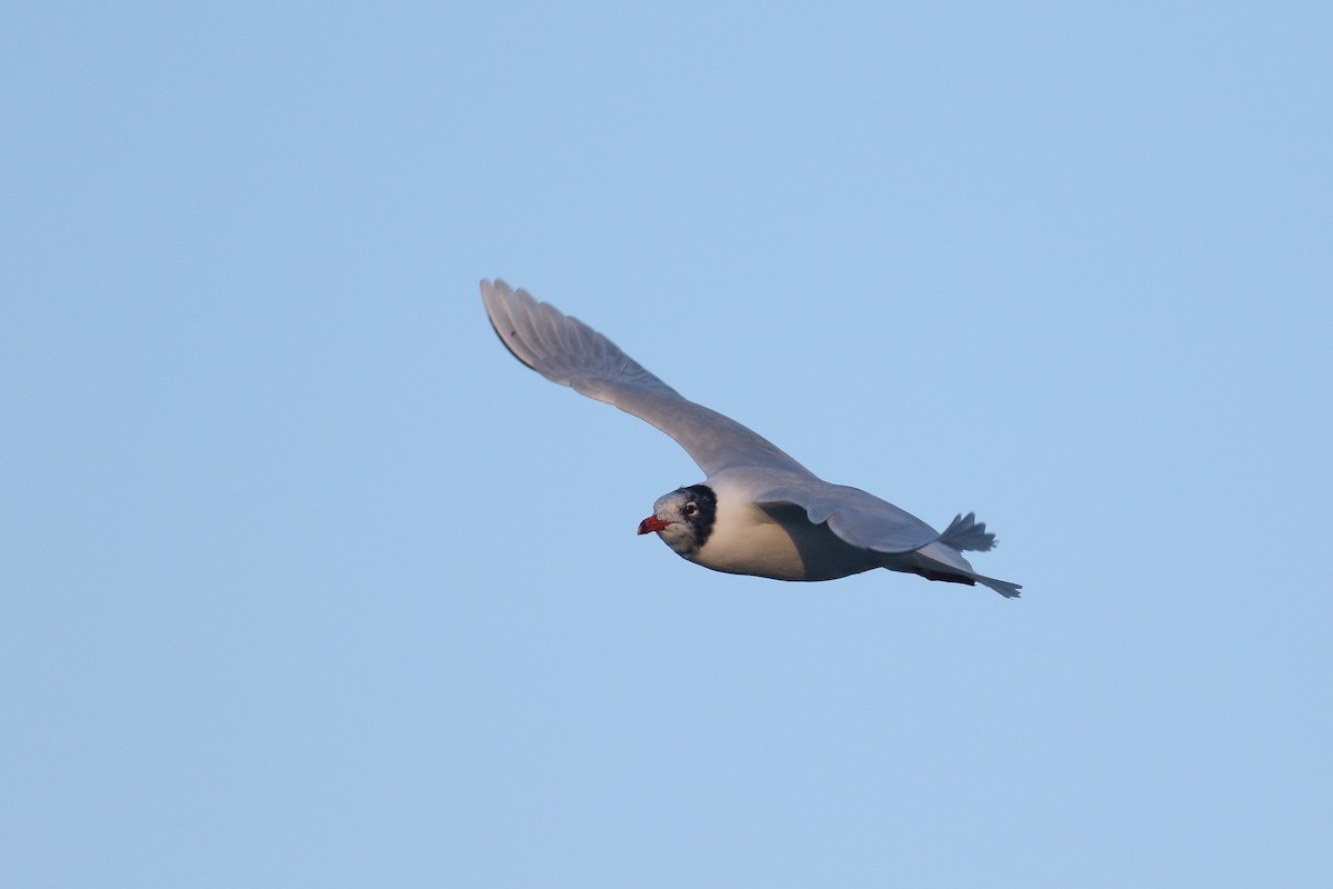 Mediterranean Gull - ML615358052