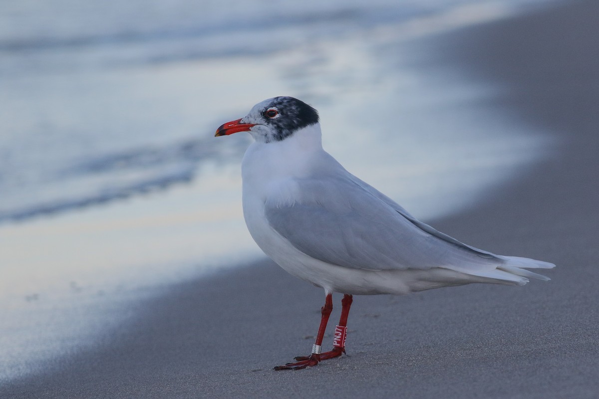 Mediterranean Gull - Mateusz Łodziński