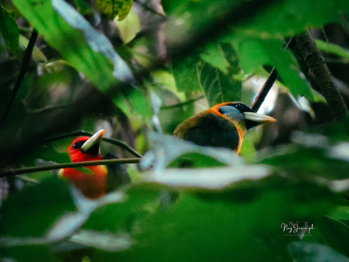 Red-headed Barbet - ML615358056