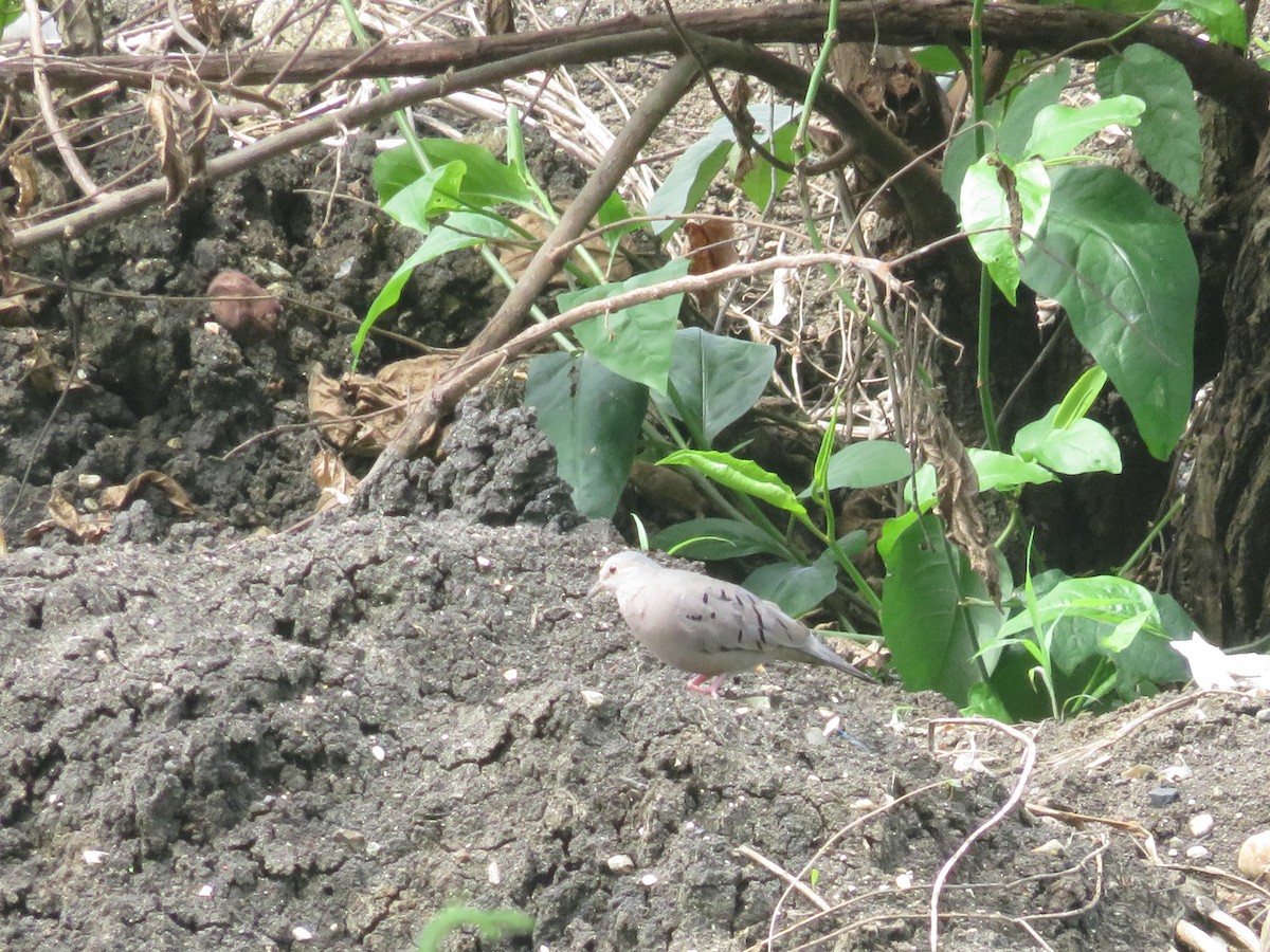 Ecuadorian Ground Dove - Guillaume Normand