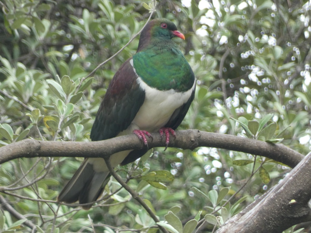 New Zealand Pigeon - ML615358092