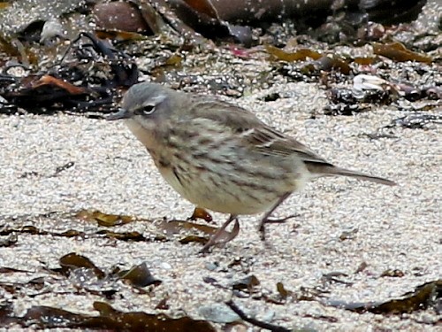 Rock Pipit (Eastern) - ML615358098