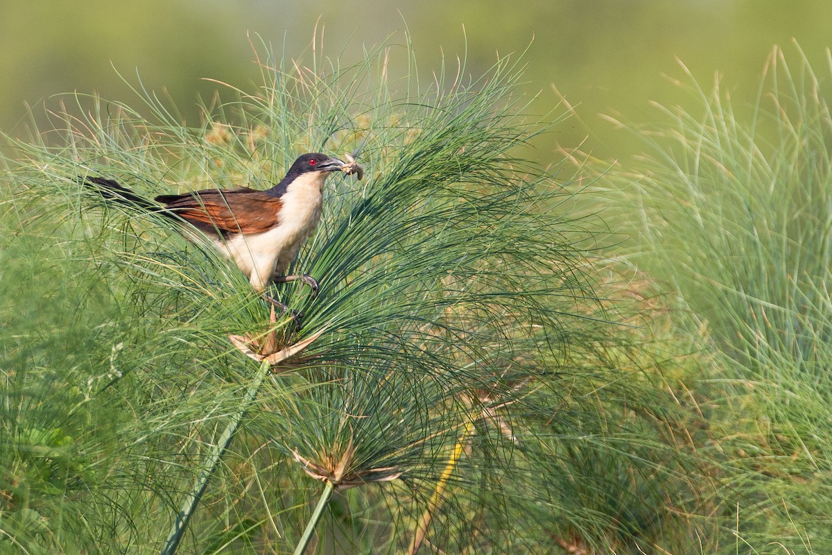 Coppery-tailed Coucal - ML615358208