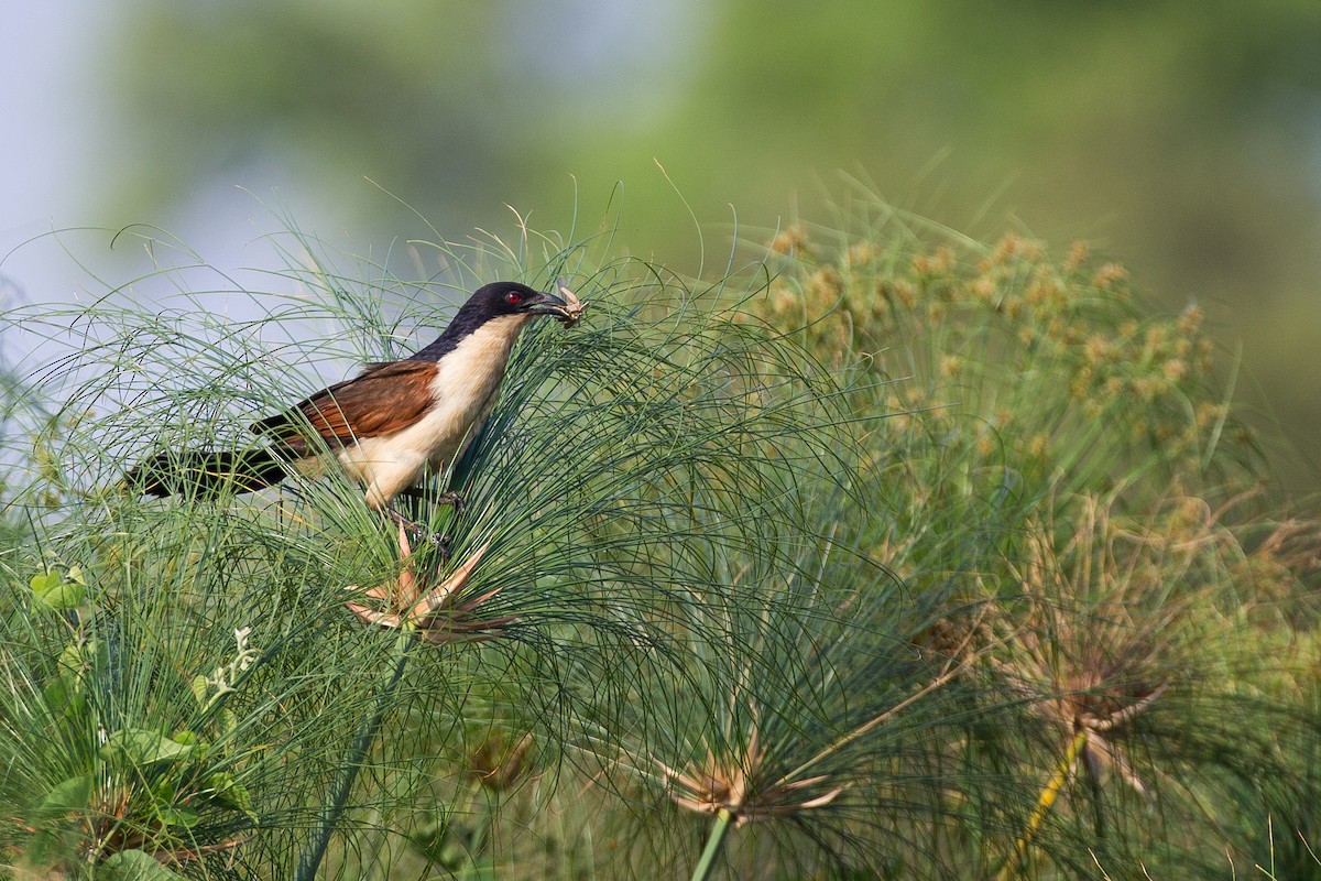 Coppery-tailed Coucal - ML615358209